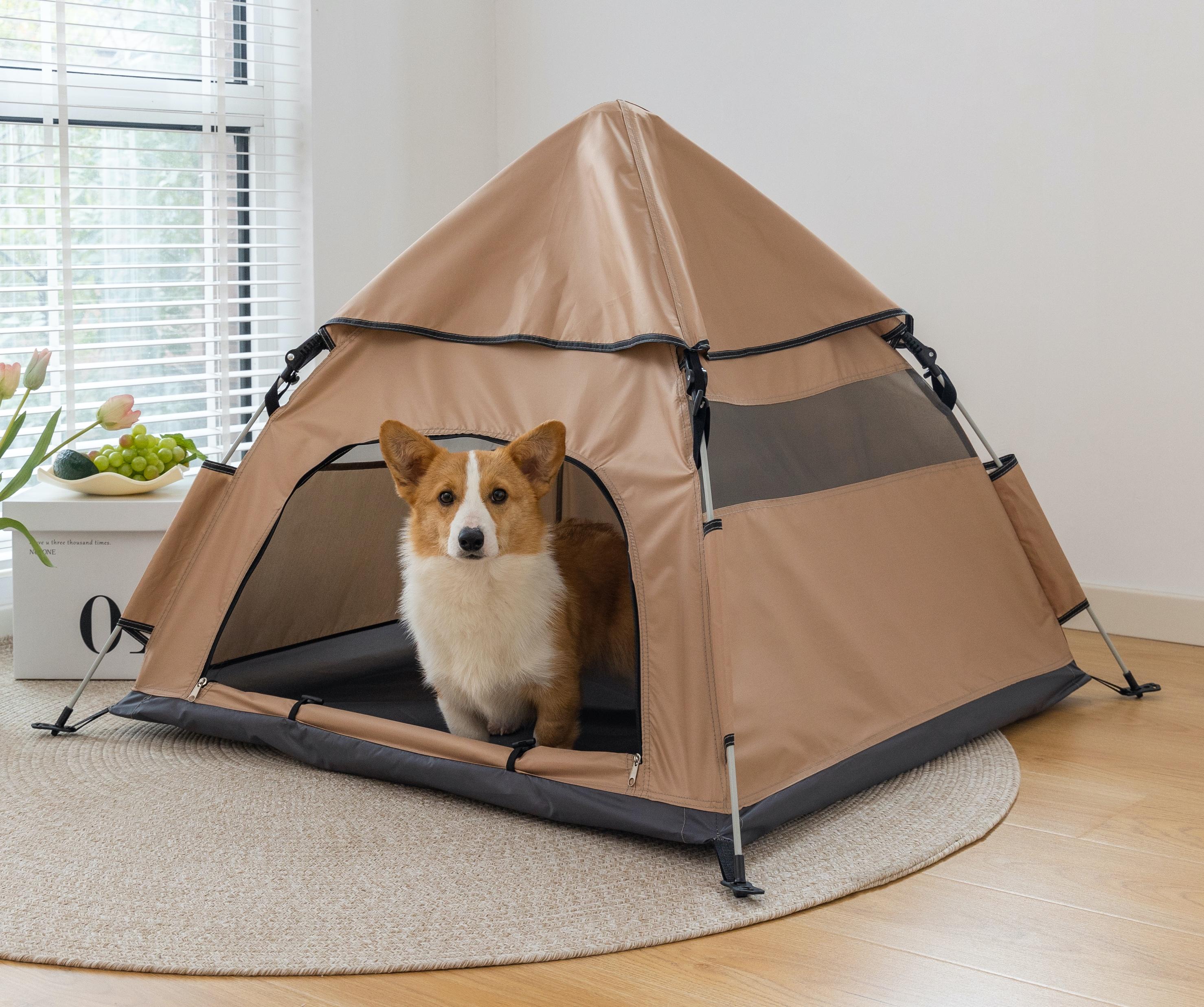 Multi-Day Camping with Your Dog: The Complete Guide