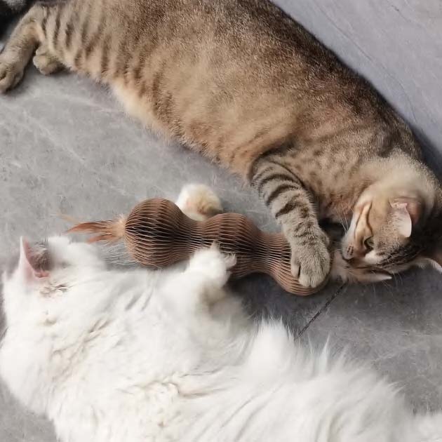 Cats