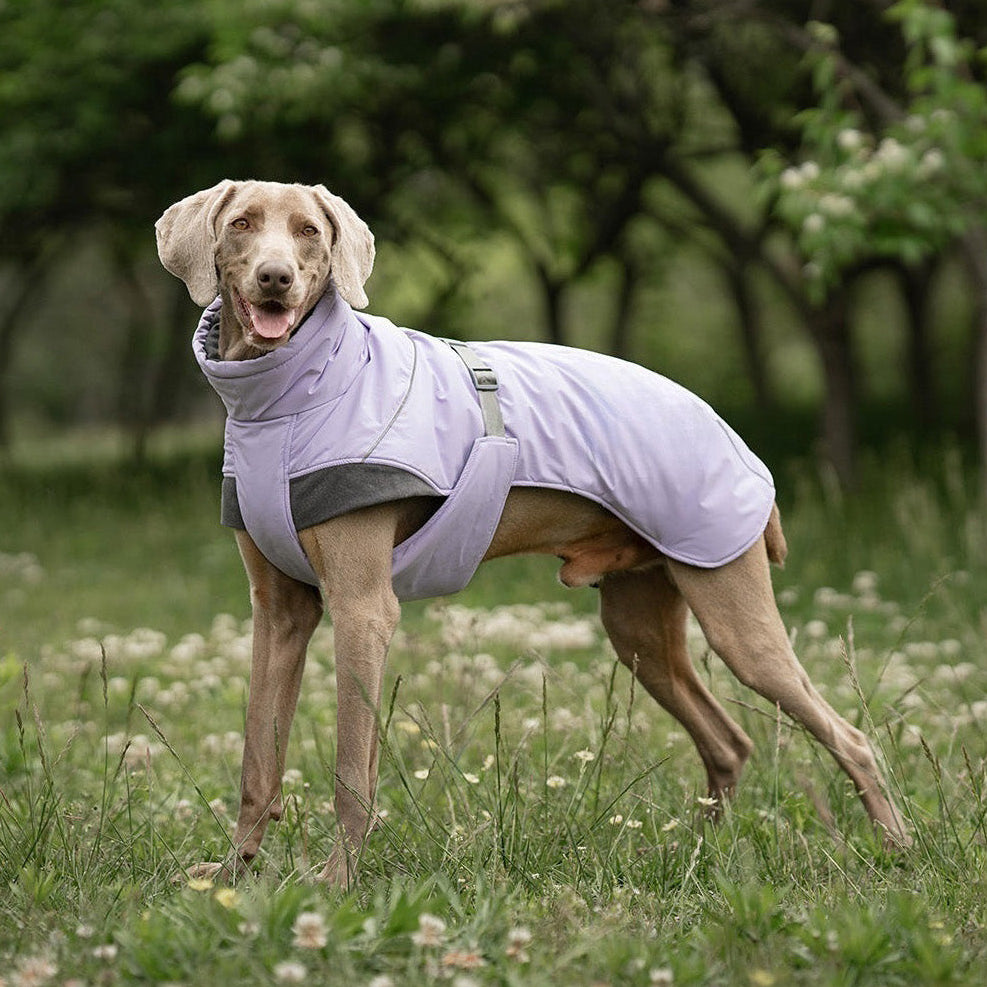 Outdoor Dog Vest