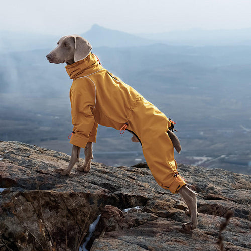 All-Weather Dog Jacket