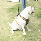 Everyday Dog Harness