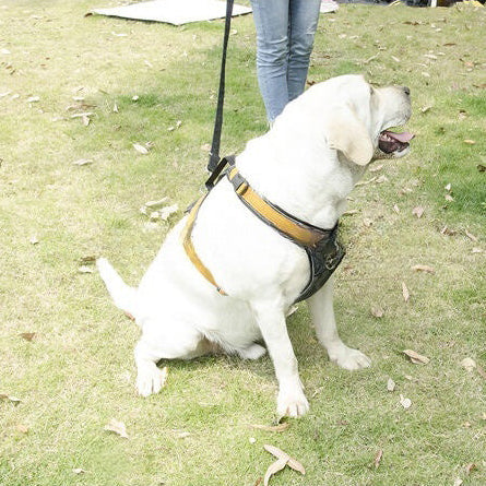 Everyday Dog Harness